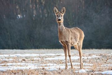 Cute roe deer, capreolus capreolus, doe standing on a meadow and facing camera in winter with copy space. Female ruminant watching in natural environment.