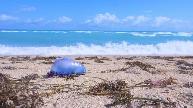 Bluebottle jellyfish or Indo-Pacific Man o War washed up on the beach