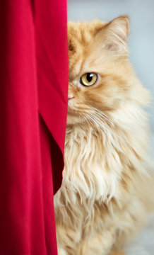Vertical portrait of red half persian cat with yellow eyes looking from behind red curtain. Domestic beautiful beloved cat. Healthy sterilized vaccinated without fleas and ticks cat.