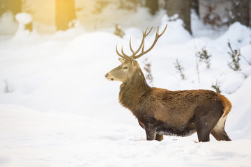 Naklejka na ściany i meble Red deer, cervus elaphus, stag standing in deep snow in the morning while sun is raising in forest. Natural wildlife scenery with wild mammal looking aside with copy space.