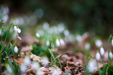 Snowdrop or common snowdrop (Galanthus nivalis) flowers