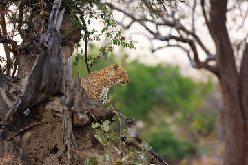 The African leopard (Panthera pardus pardus) big male in his territory in the last evening light....