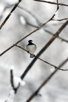 m&eacute;sange &agrave; t&ecirc;te noire