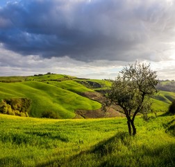 Fototapeta na wymiar rolling hills in the spring in Tuscany