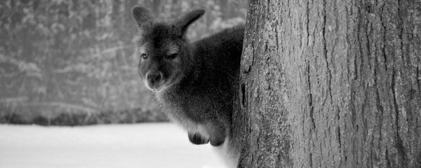 In winter a wallaby is any animal belonging to the family Macropodidae that is smaller than a...