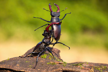 Strong stag beetle, lucanus cervus, lifting its rival over head with long mandibles during fierce...