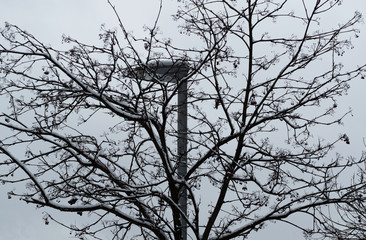 branches of a tree against blue sky and a street lamp