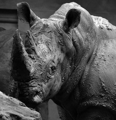 The white rhinoceros or square-lipped rhinoceros is the largest extant species of rhinoceros.  It has a wide mouth used for grazing and is the most social of all rhino species © Daniel Meunier
