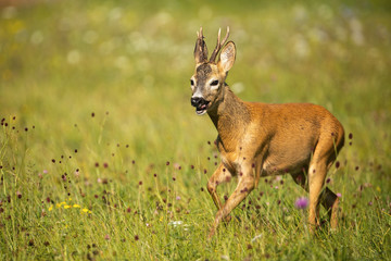Naklejka na ściany i meble Male roe deer, capreolus capreolus, buck jumping and moving on a green hay field in nature. Vital wild animal in summer at sun rise. Wildlife scenery.