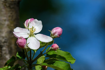 Obraz premium Apple blossoms on a sunny spring day. An apple is a sweet, edible fruit. Apple trees are cultivated worldwide and are the most widely grown species in the genus Malus.