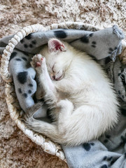 Fototapeta premium Little cute white kitten sleeping