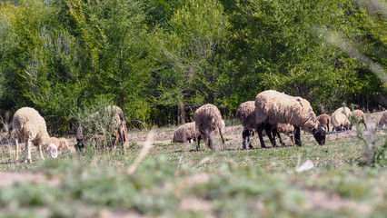 Naklejka na ściany i meble Sheep graze in the field in summer. Herd sheep on a beautiful green meadow