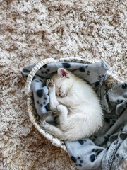 Little cute white kitten sleeping