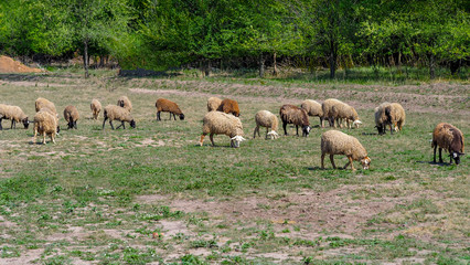 Sheep graze in the field in summer. Herd sheep on a beautiful green meadow