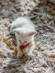 Little white kitten playing with a toy