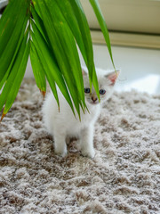 Little white kitten playing with a green plant