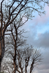 Bare tree branch set in the background of early morning sky with negative space in the right middle
