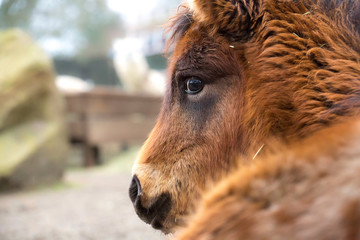 Portrait of a nice shetland pony, head detail, Equus caballus