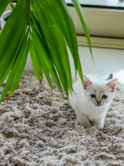 Little white kitten playing with a green plant