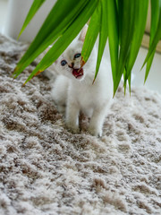 Little white kitten biting green plant