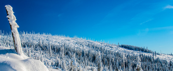 winter landscape with trees and snow