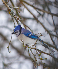 Bluejay in wintery tree