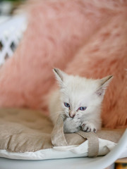Cute little white kitten biting pink pillows 