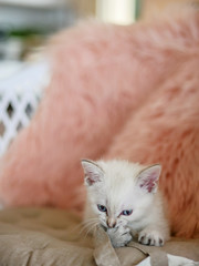 Cute little white kitten biting pink pillows 