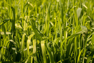 Tillering Stage Green Wheat Background