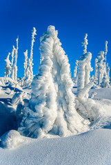 winter landscape with trees