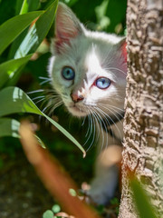 Little white kitten looking through the leaves