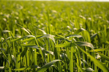 Tillering Stage Wheat Field background wallpaper