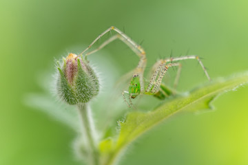 Green Spider on Plant
