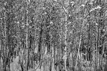 Winter landscape in Bromont, Eastern township  Quebec, Canada