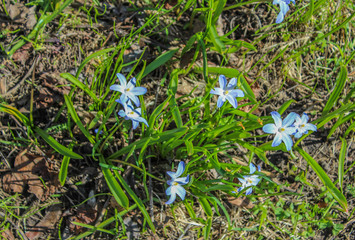 Blue snowdrops close-up. First spring flowers.
