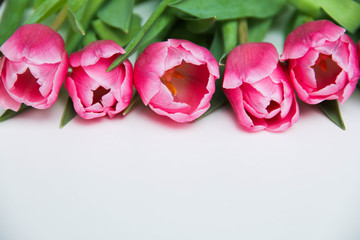 Beautiful pink tulips in a row on a white background, top view. Flowers background concept.