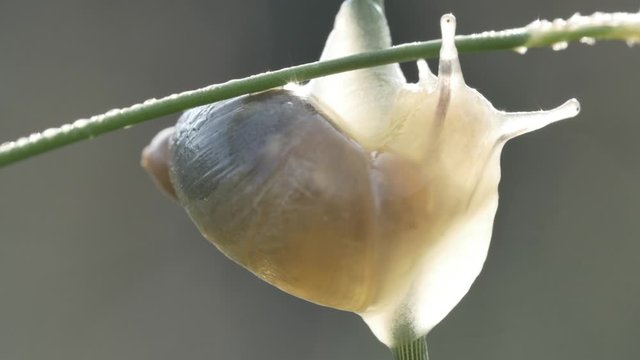 Schnecke auf Grashalm
