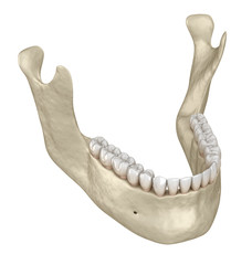 Mandibular jaw bone and teeth anatomy. 3D illustration concept of human teeth