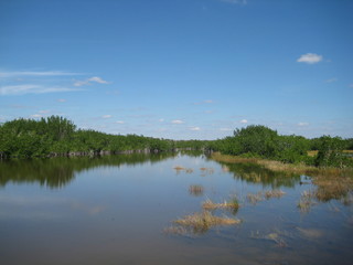 Fototapeta na wymiar Everglades swamp Landscape, sky, grass and mangroves are reflected by the water