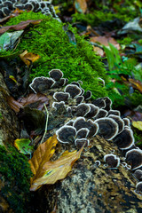 A group of black and white travelers mushrooms walk along a fallen tree trunk.