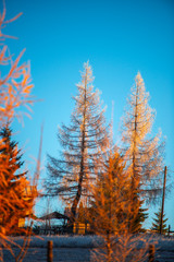 Larix tree in the morning winter