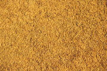 Rice Grains background