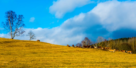 Autumn of panorama