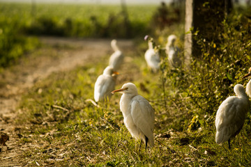 Indian white egrets sitting in sunlight