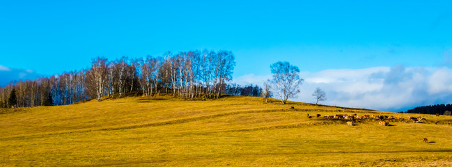 autumn landscape with nature