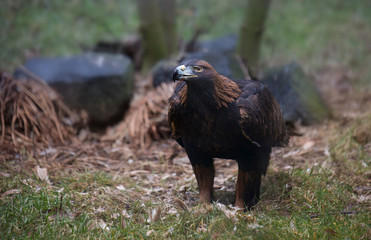 Golden Eagle against a background of green foliage Golden Eagle Golden Eagle aquila chrysaetos
