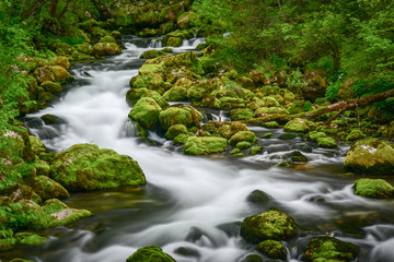 Fototapeta na wymiar river in green forest