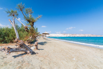 Fototapeta na wymiar Trees on the waterfront near the town of Sitia, Crete