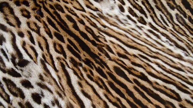 leopard fur background texture