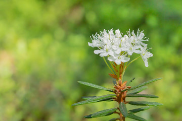 Beautiful white flower in the sunlight.
